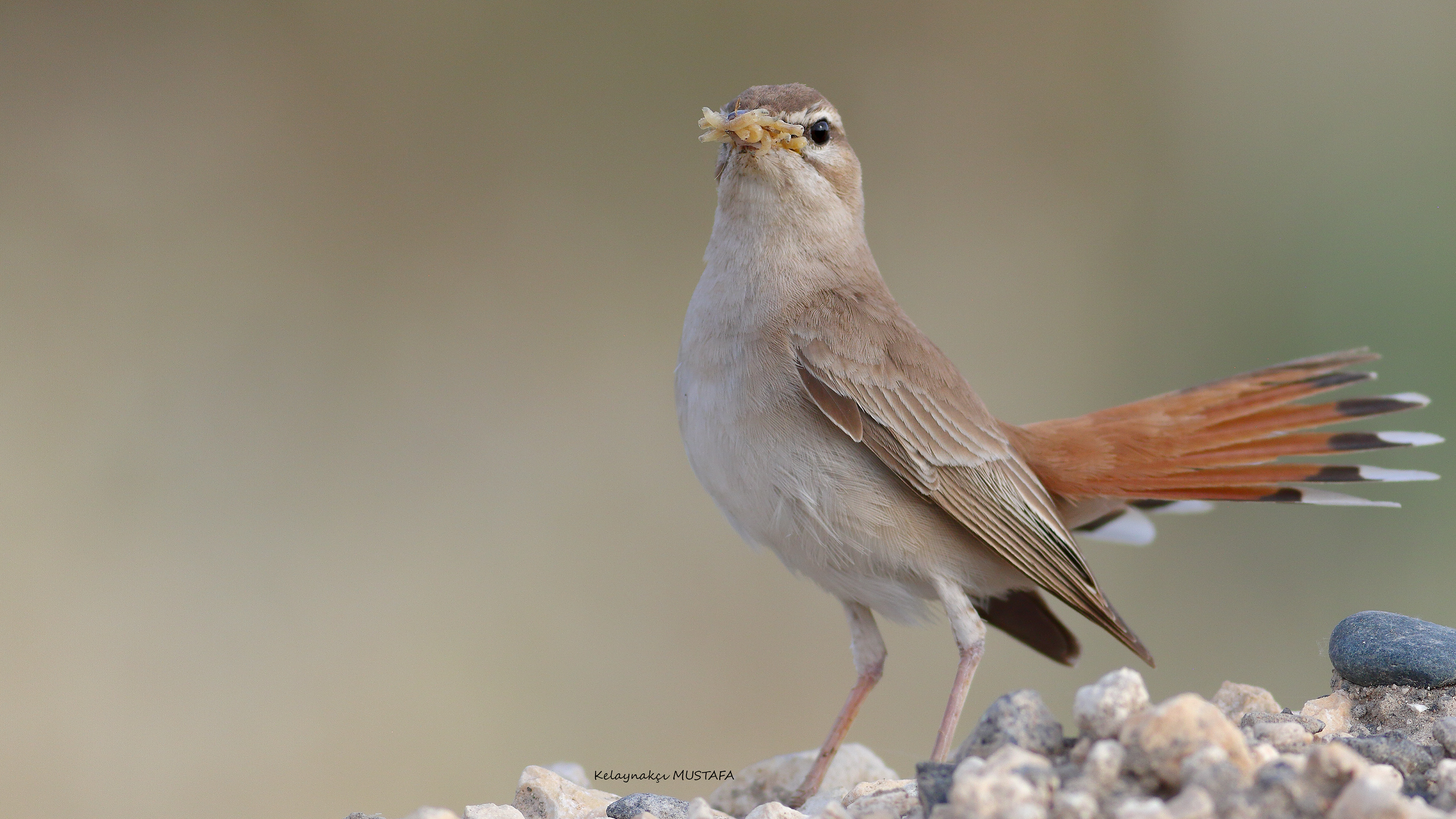 Rufous-tailed Scrub-Robin